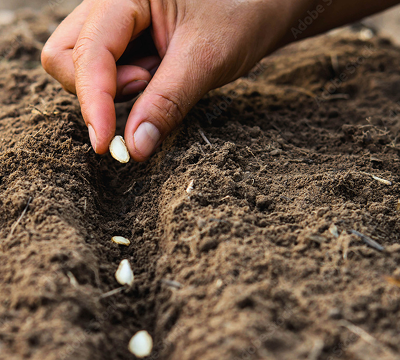 hand planting seeds in the dirt