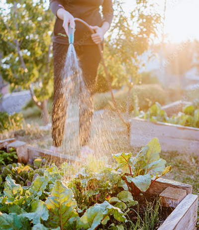 woman watering a garden